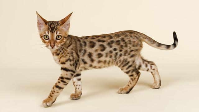  Kucing  Mirip Macan Tutul Hasil Rekayasa Dna Terjual Rp 1 4 M